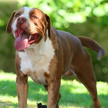 Riggins Apollo Creeds Miracle Pit Bull.jpg